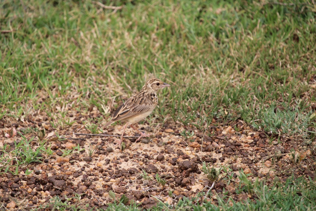 Jerdon's Bushlark - ML255570121