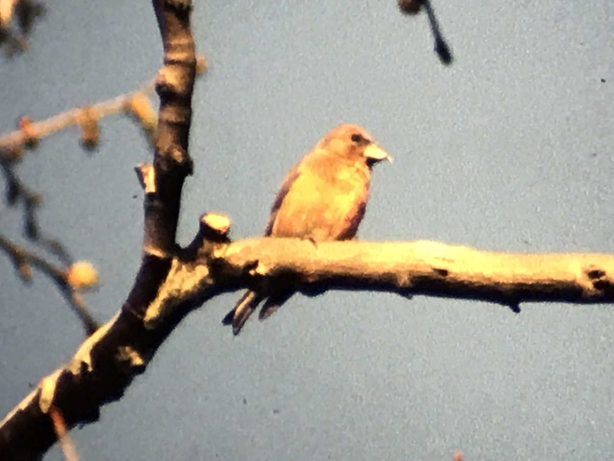 Red Crossbill - ML255570271