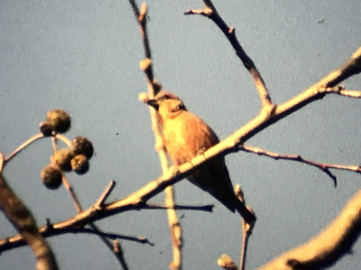 Red Crossbill - Jason Horn