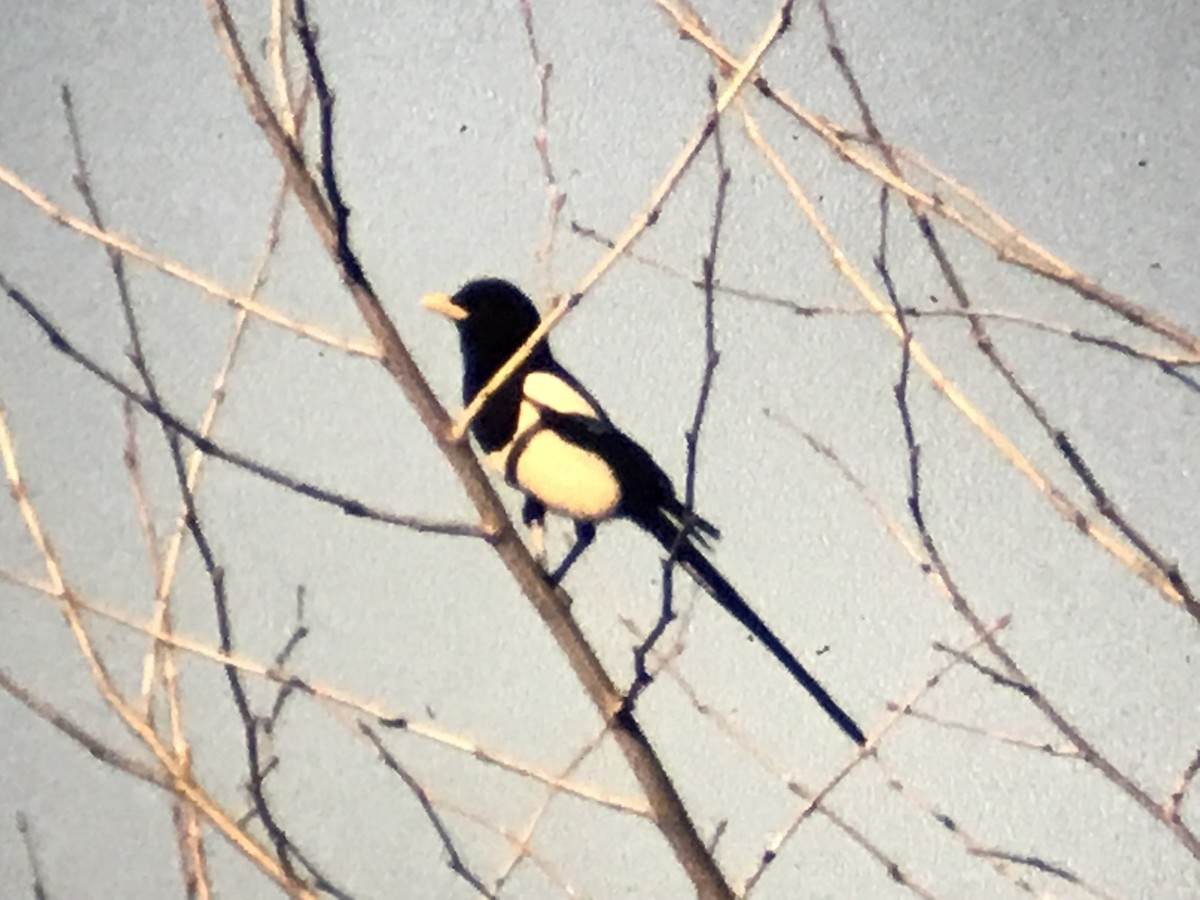 Yellow-billed Magpie - ML255570591