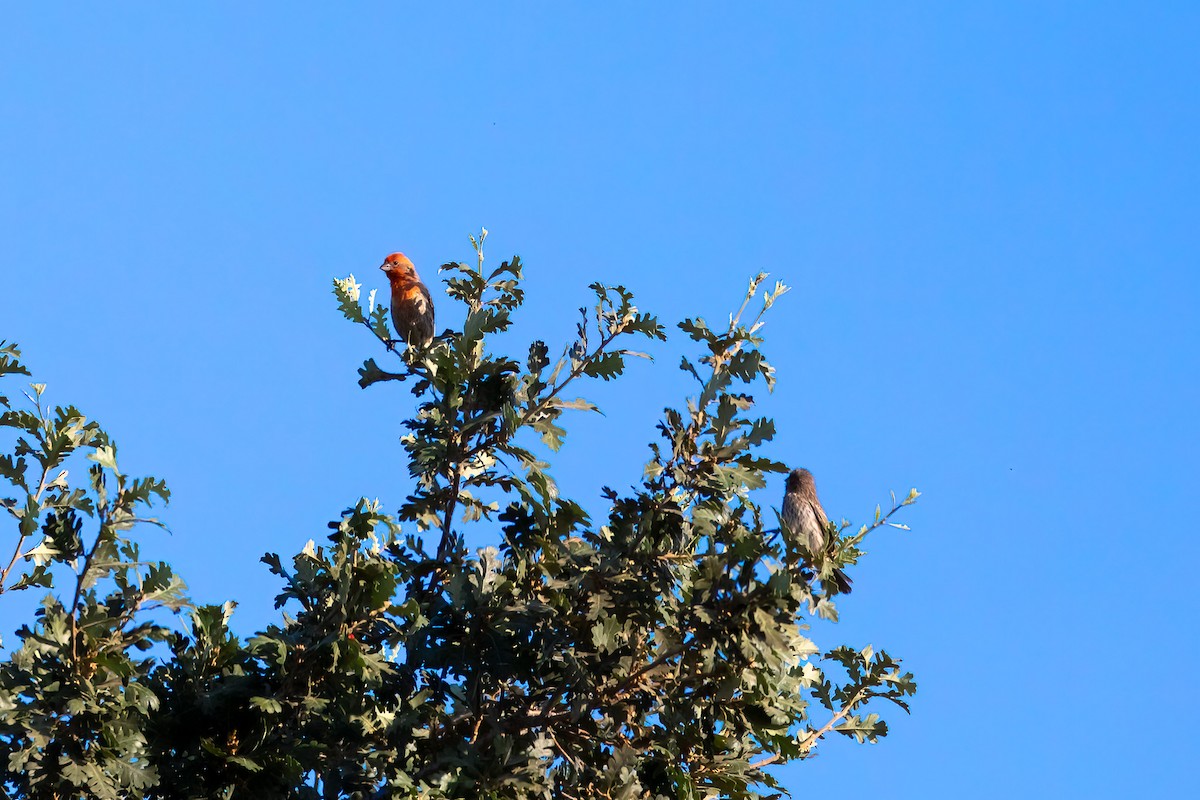 House Finch - ML255570621