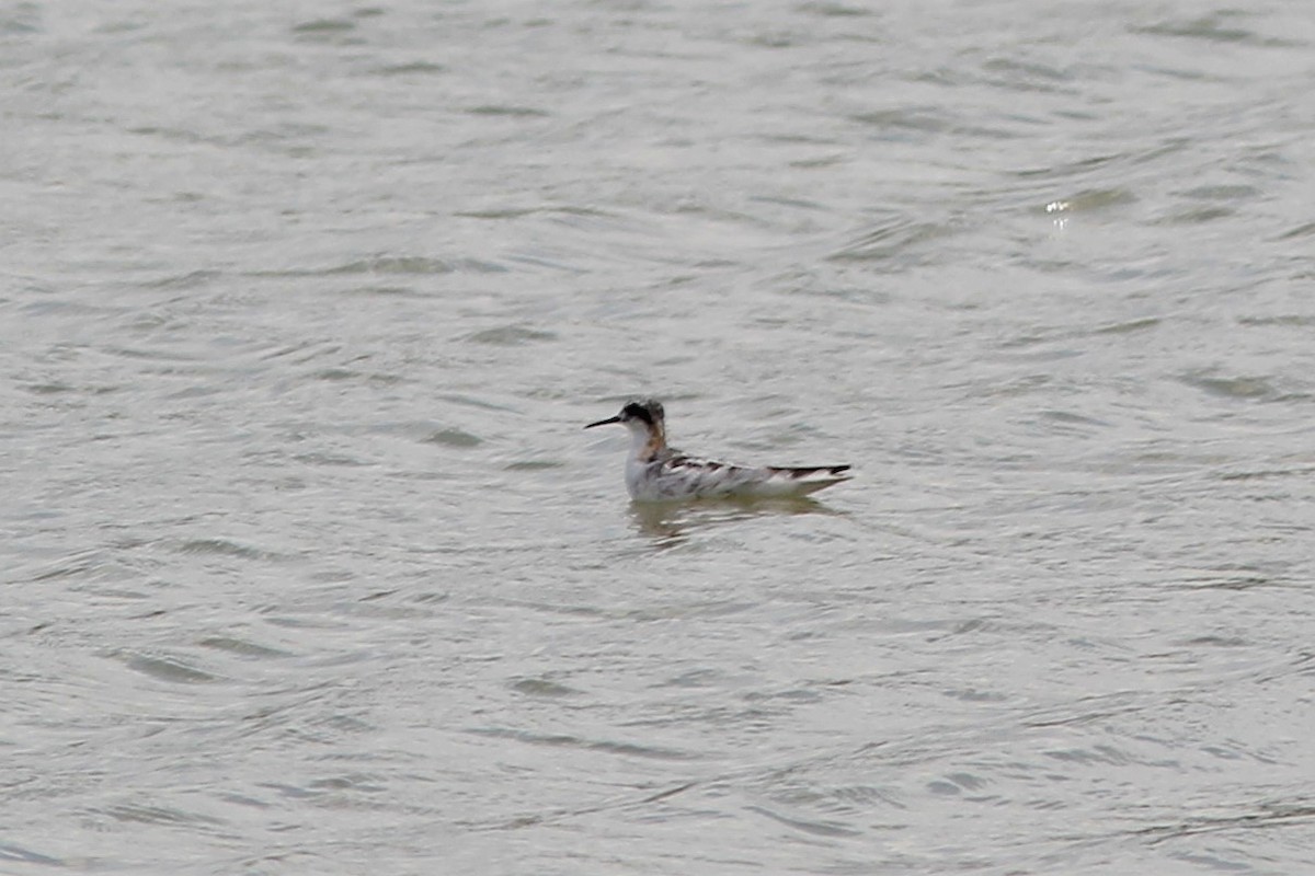 Phalarope à bec étroit - ML255572151