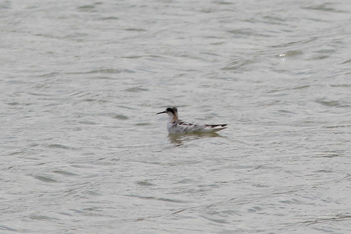 Red-necked Phalarope - ML255572151