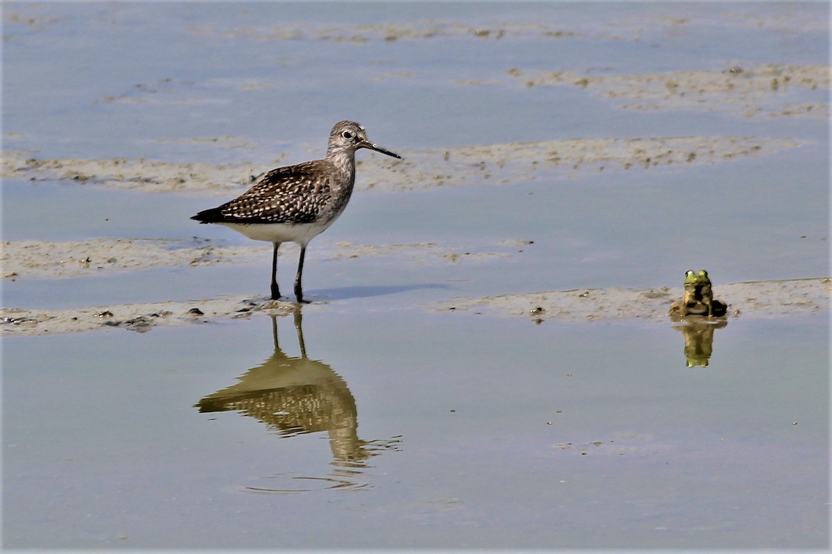 Lesser Yellowlegs - Anthony  Popiel