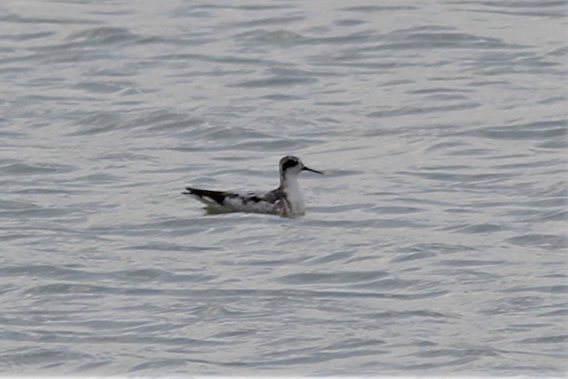 Phalarope à bec étroit - ML255572651