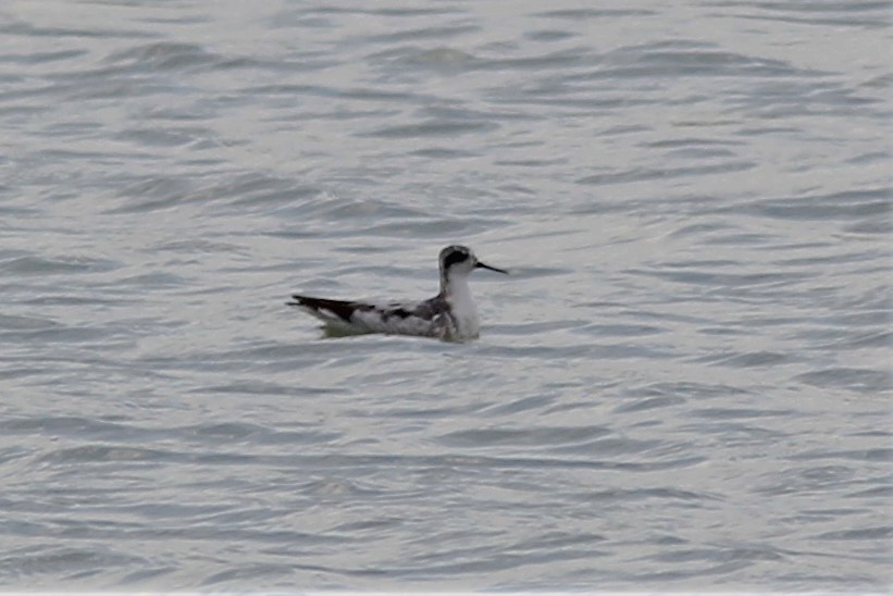 Red-necked Phalarope - Anthony  Popiel