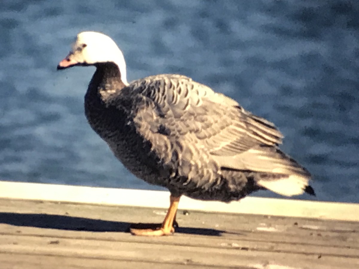 Emperor Goose - ML255572721