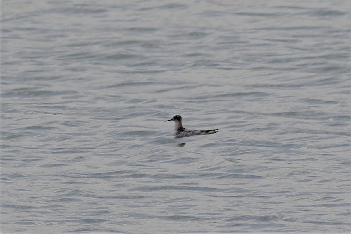 Phalarope à bec étroit - ML255572841
