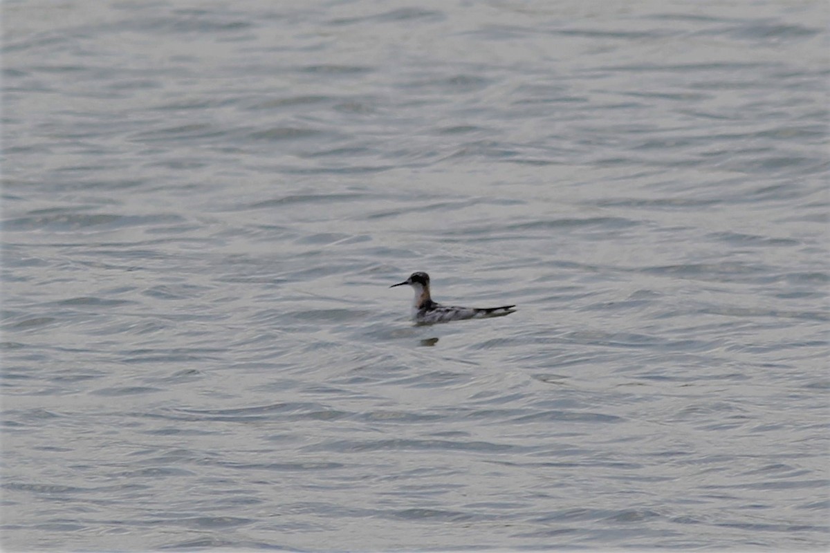 Red-necked Phalarope - ML255572841