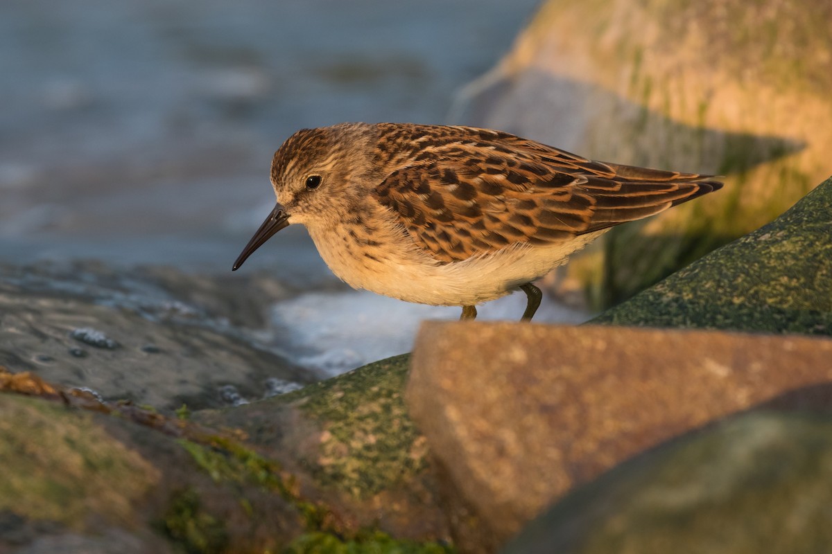 Least Sandpiper - Lyall Bouchard