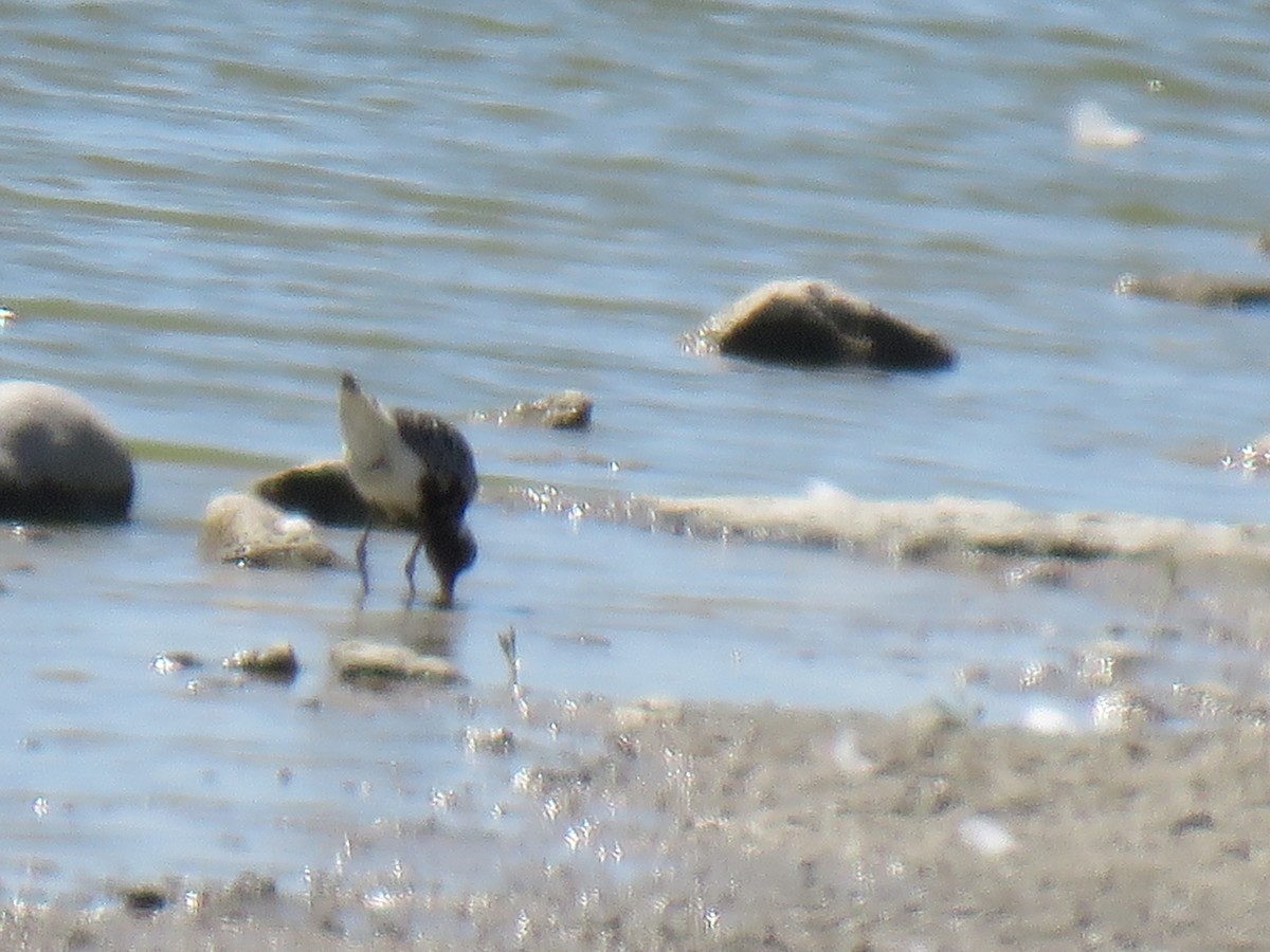 Black-bellied Plover - ML255575371