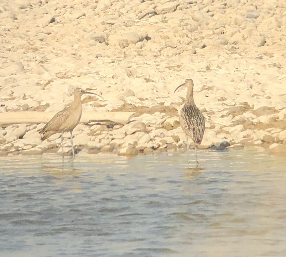 Long-billed Curlew - ML255576031