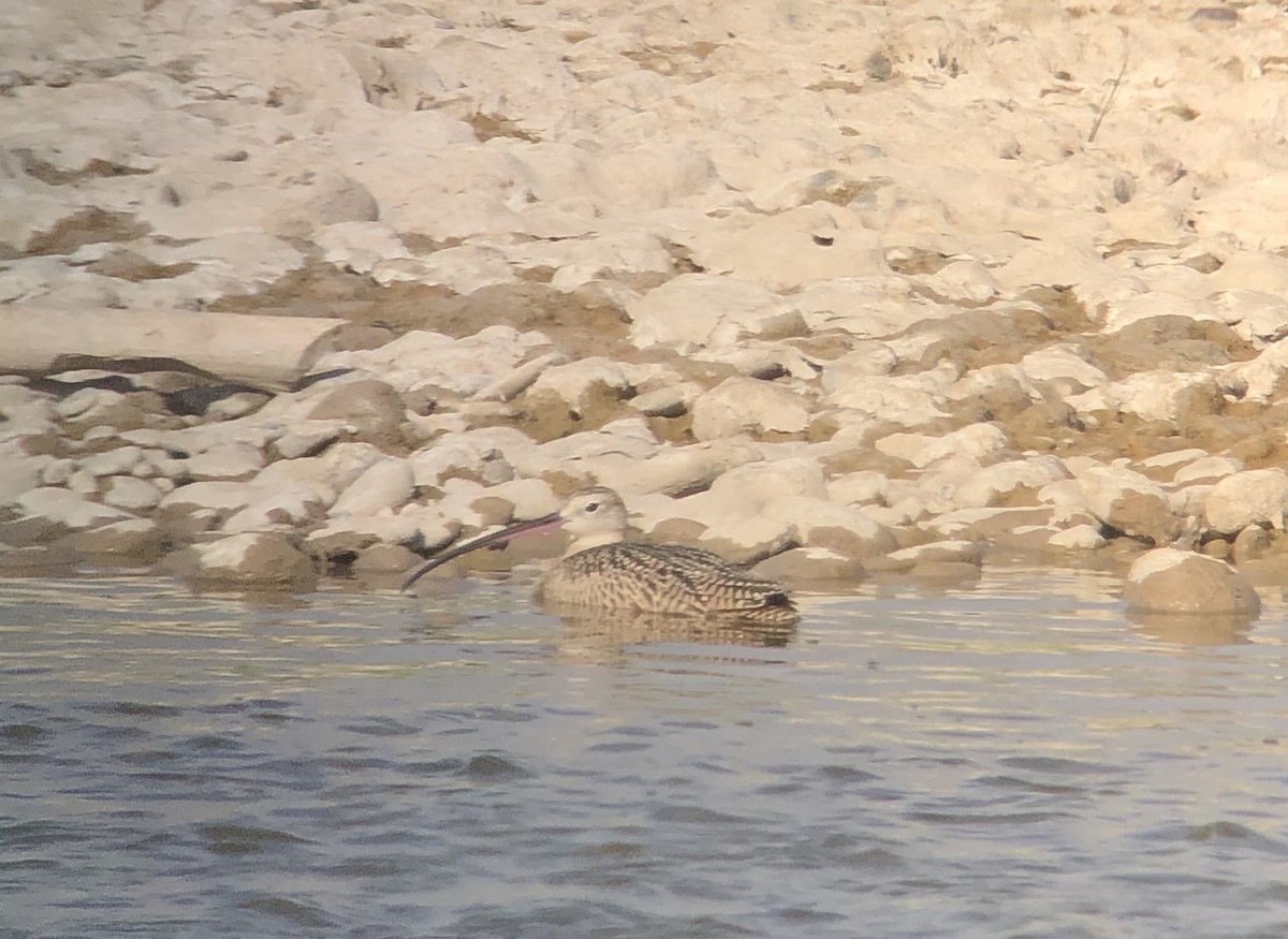Long-billed Curlew - ML255576041