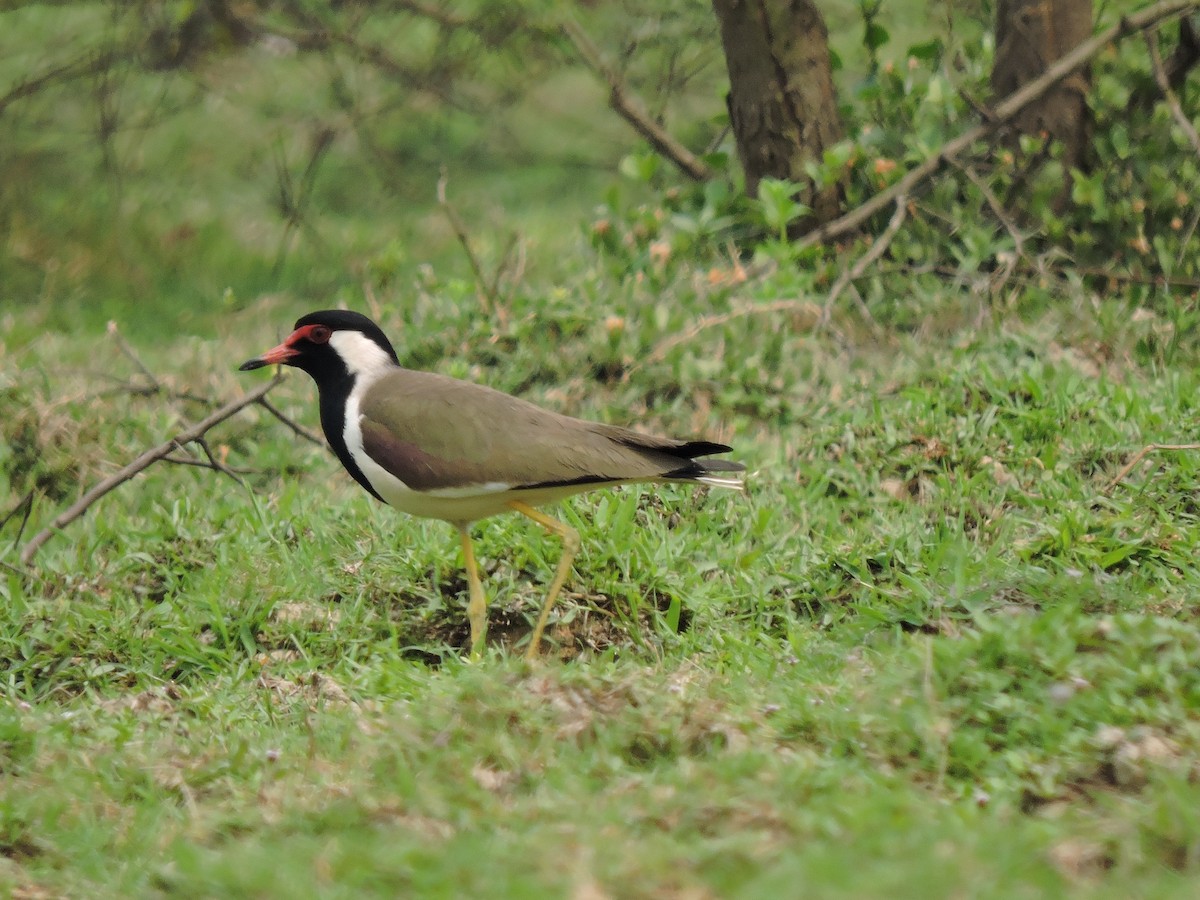 Red-wattled Lapwing - Sourav  Dinda