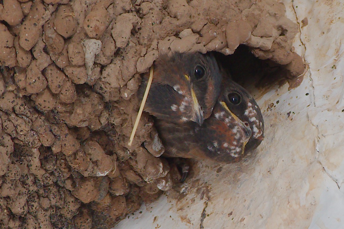 Cliff Swallow - Rick Beaudon