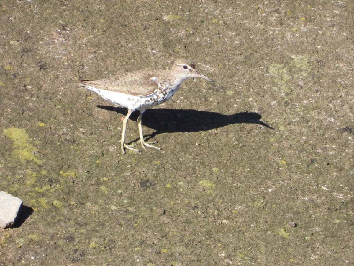 Spotted Sandpiper - Adrianh Martinez-Orozco