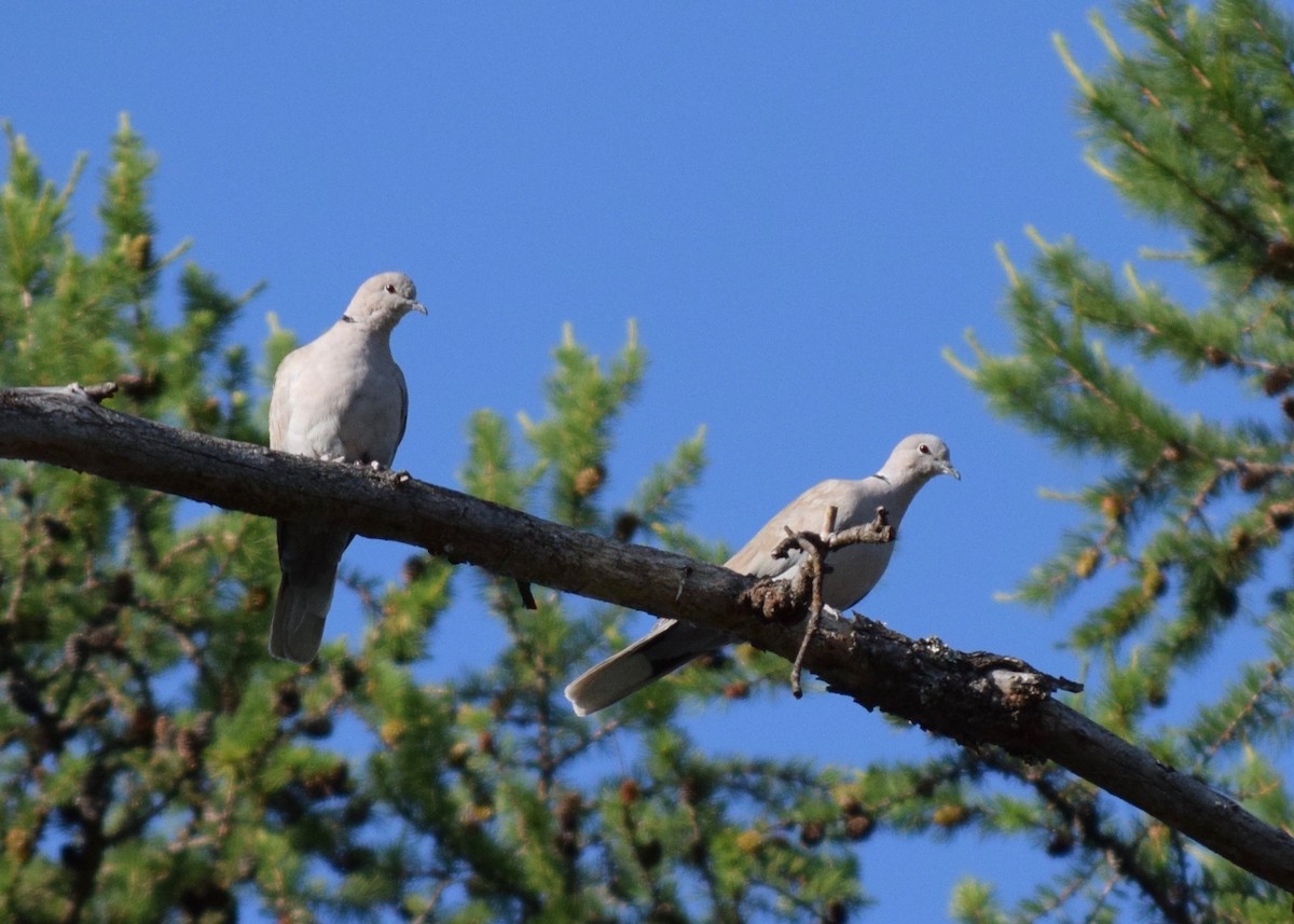 Eurasian Collared-Dove - ML255581731