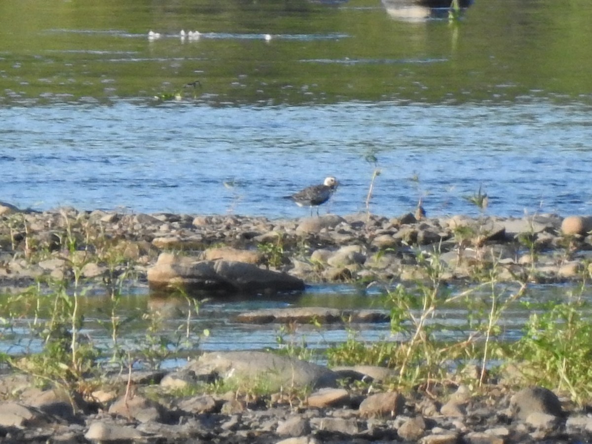 Black-bellied Plover - Jean Lemoyne