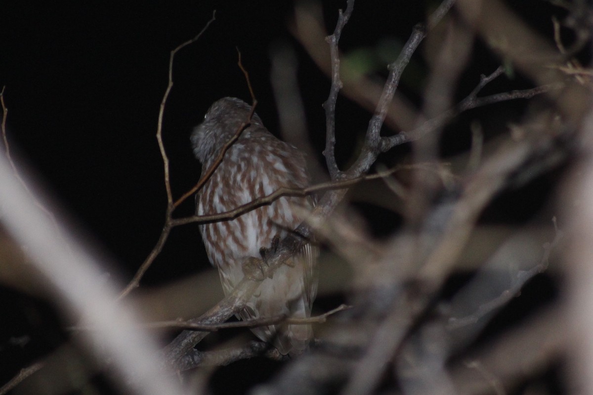 Barking Owl - ML255585191