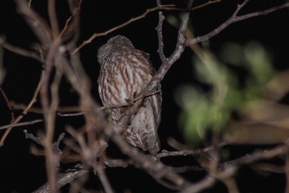 Barking Owl - ML255585201