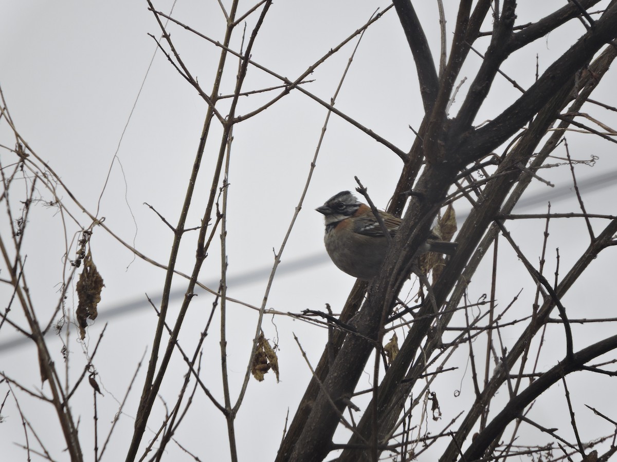 Rufous-collared Sparrow - ML255585271