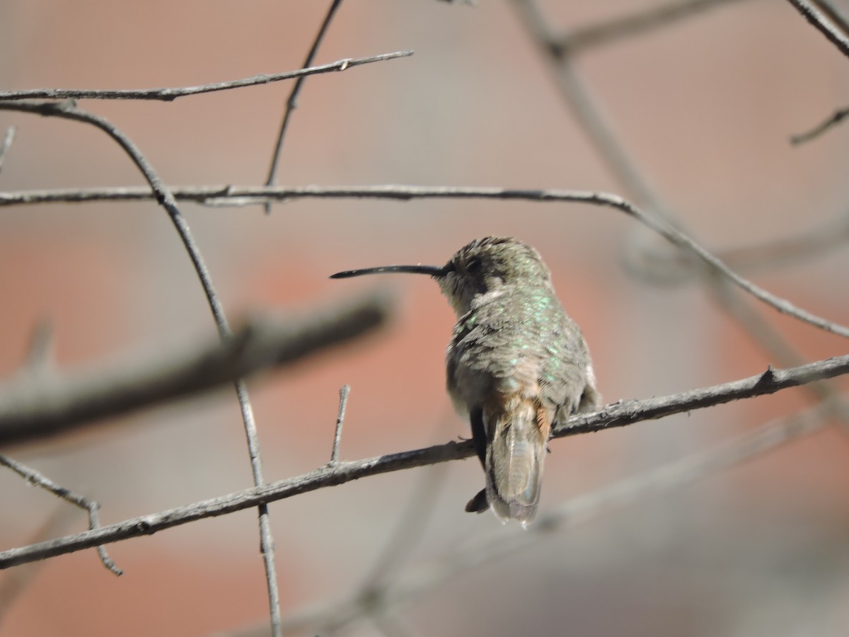 Oasis Hummingbird - ML255585381