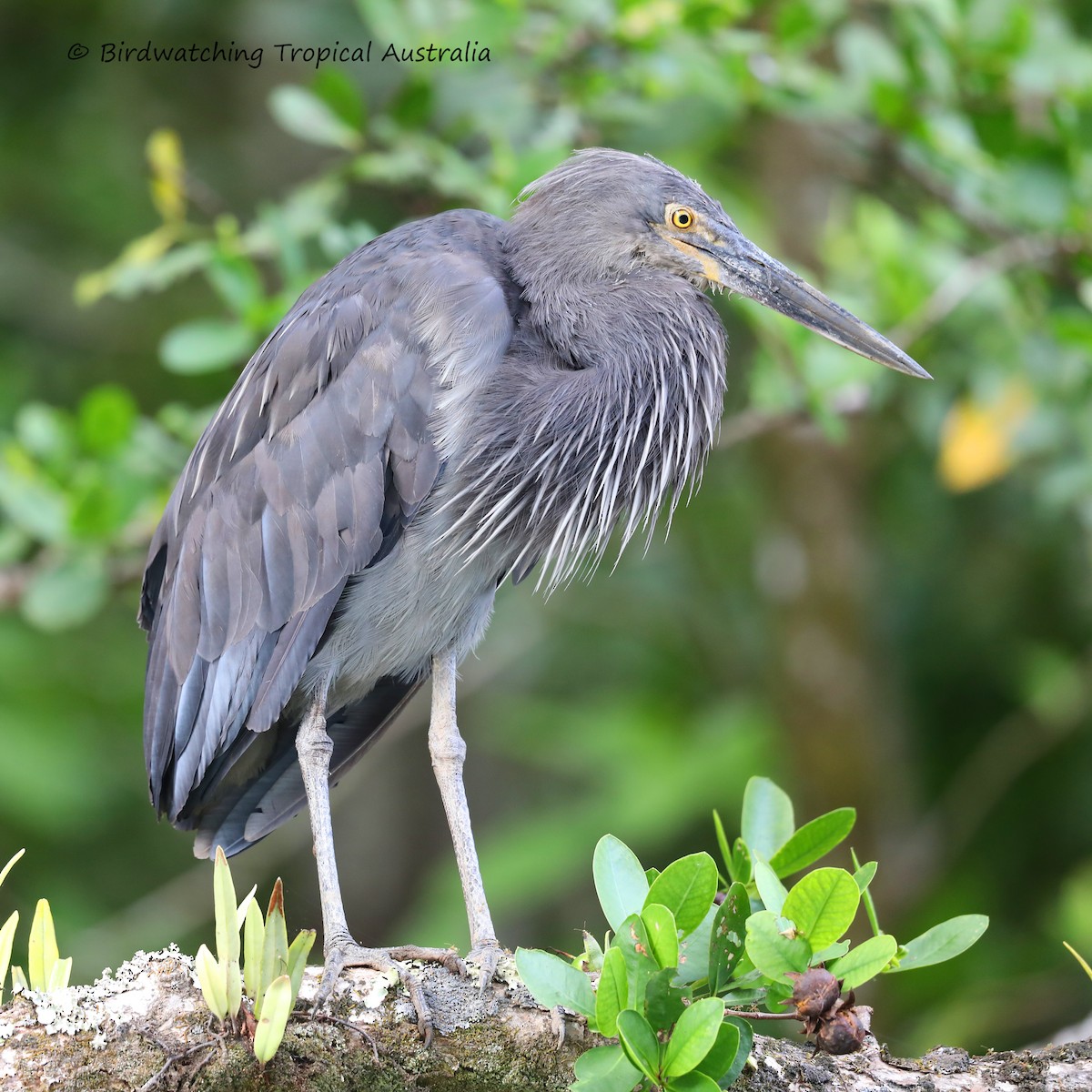 Great-billed Heron - ML255586901