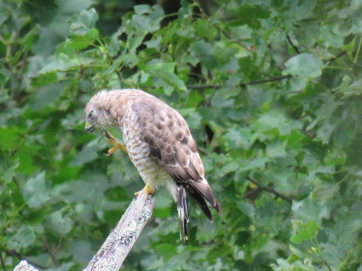 Broad-winged Hawk - ML255591391