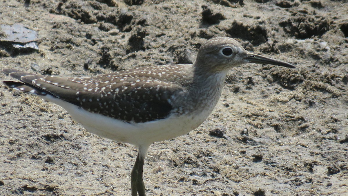 eremittsnipe - ML255591791