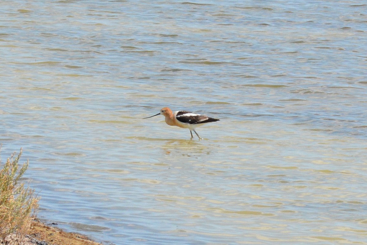 American Avocet - ML255592201