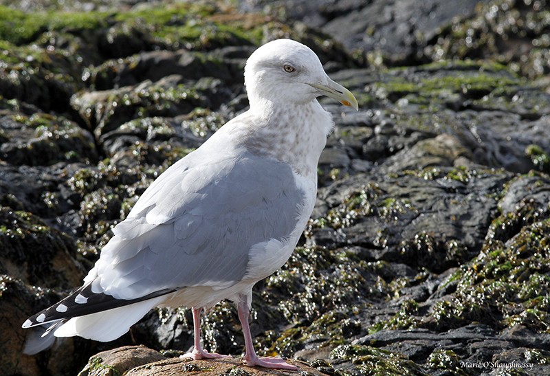 Iceland Gull (Thayer's) - ML25559301