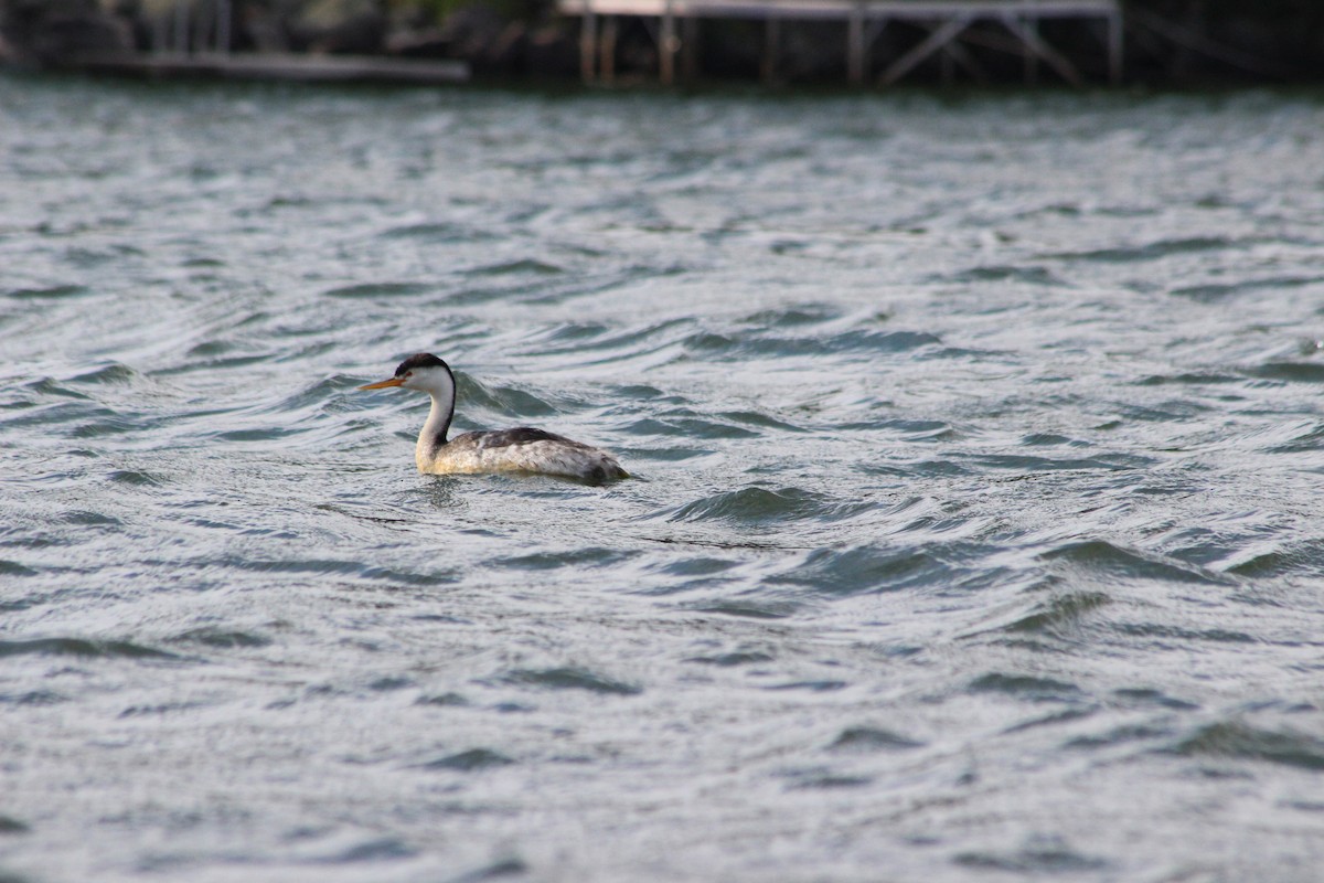 Clark's Grebe - Wendell Blood