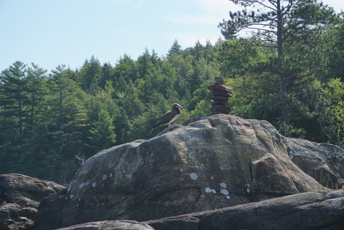 Brown Booby - ML255594111