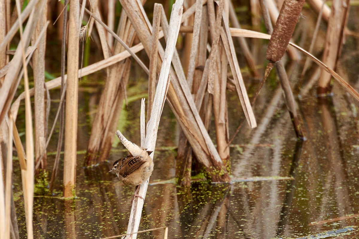 Marsh Wren - ML25559531