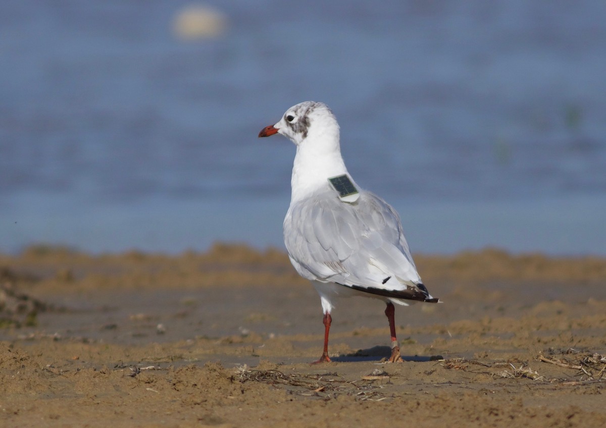 Relict Gull - ML255597871