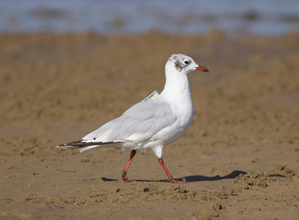 Relict Gull - ML255597881