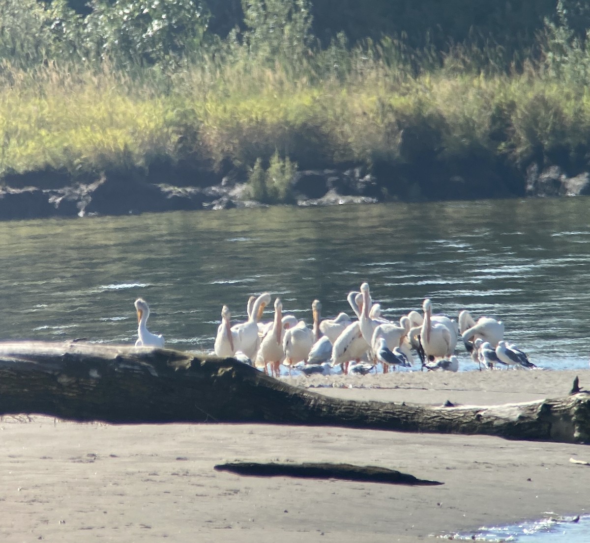 American White Pelican - Greg Harrington