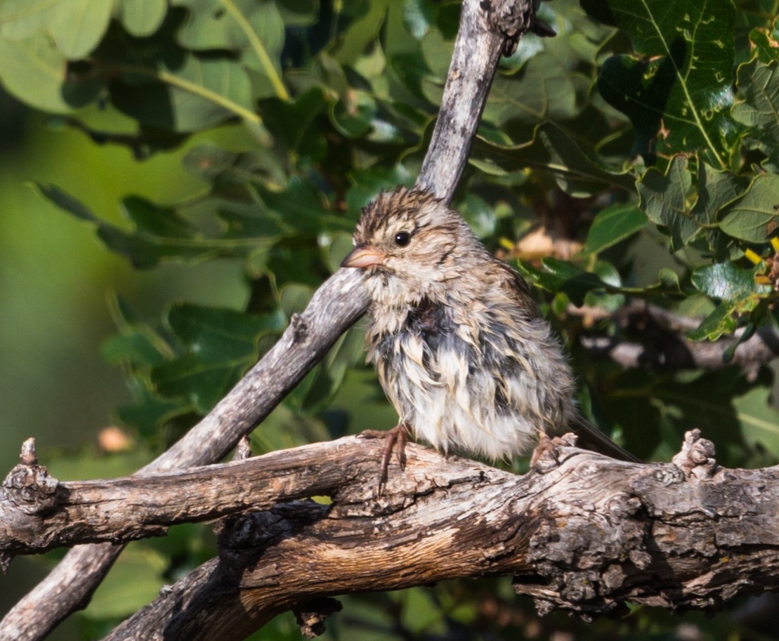 Chipping Sparrow - ML255598701