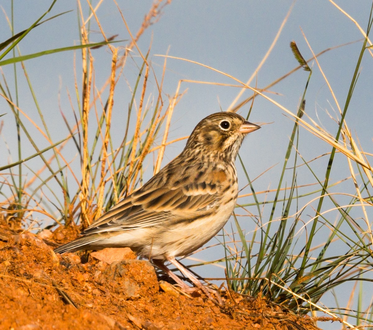 Vesper Sparrow - ML255598711