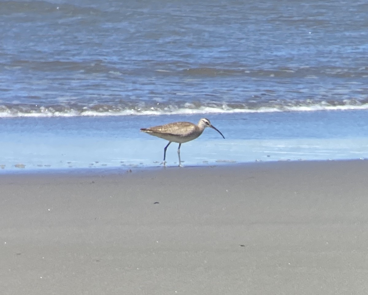 Whimbrel - ML255599231