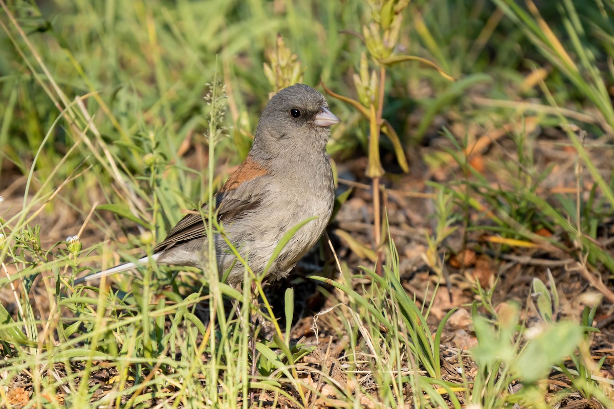 Dark-eyed Junco (Gray-headed) - ML255599561