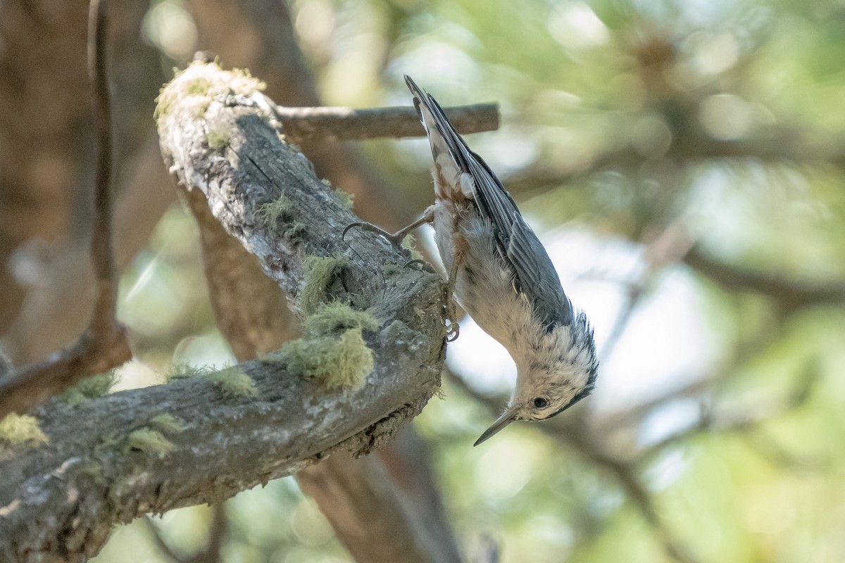White-breasted Nuthatch - ML255600541
