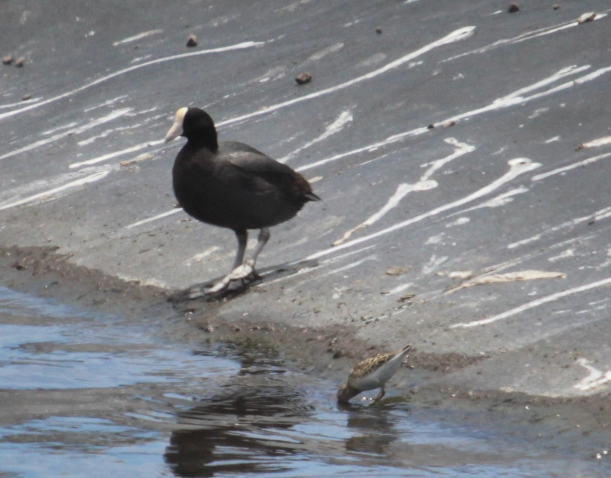 Least Sandpiper - ML255600671