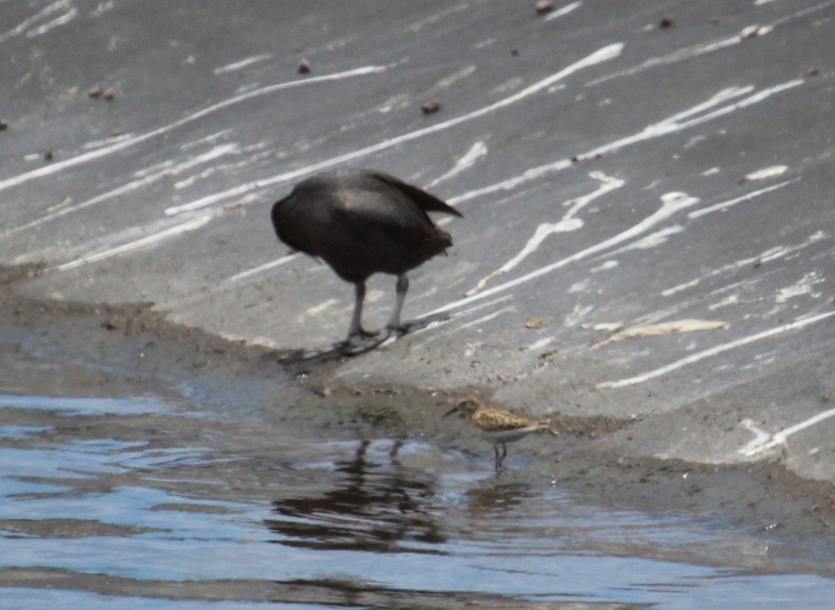 Least Sandpiper - ML255600681