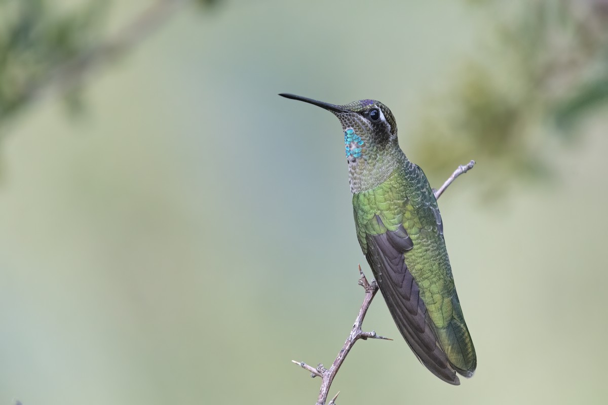 Rivoli's Hummingbird - ML255601661