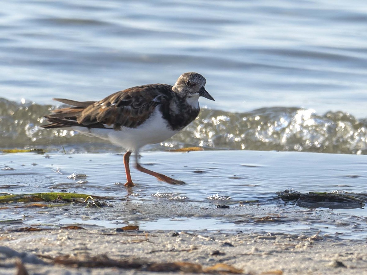 Ruddy Turnstone - ML255603381