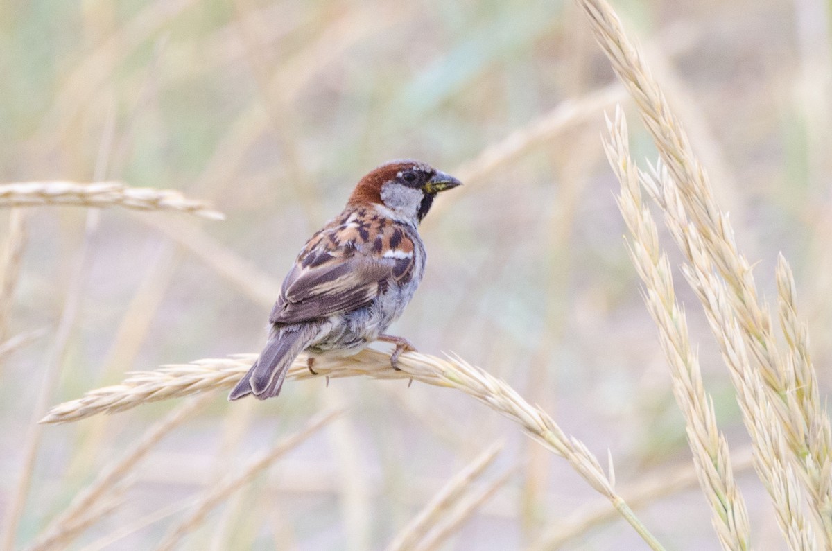 House Sparrow - ML255604871