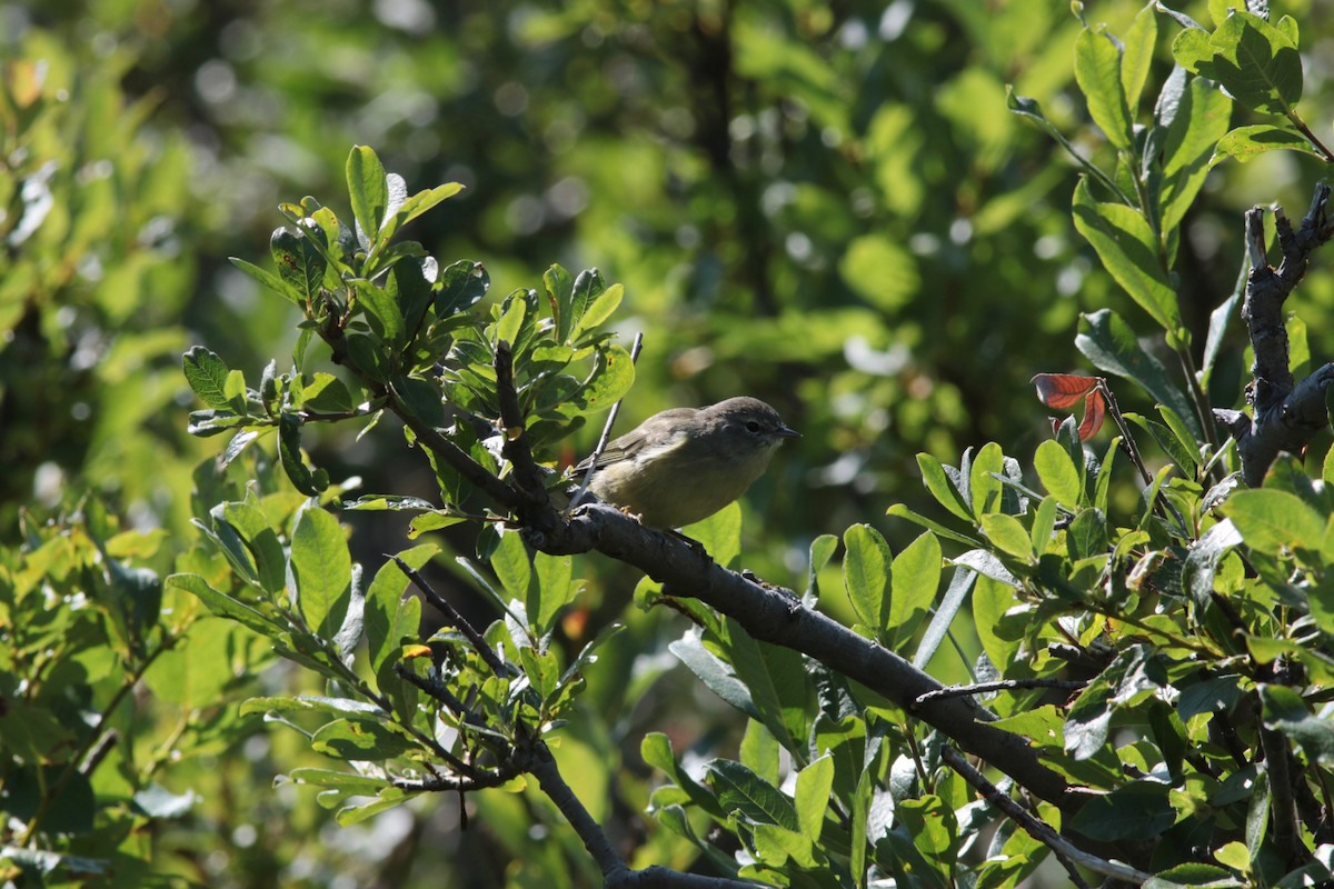 Orange-crowned Warbler - ML255606011