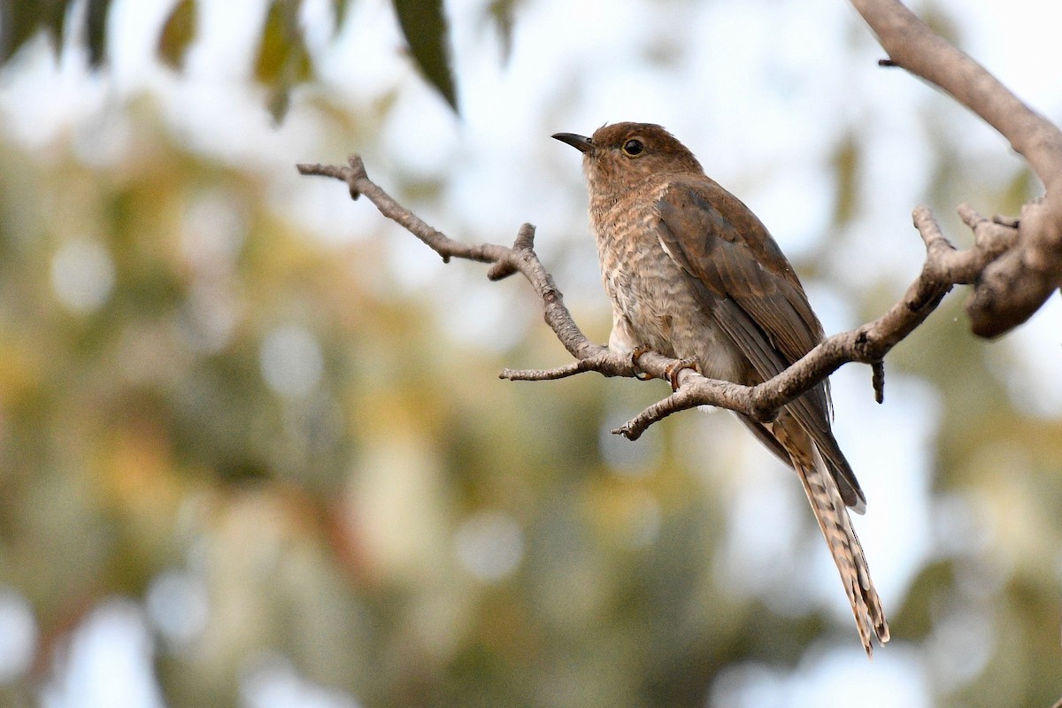 Fan-tailed Cuckoo - Jacques Erard