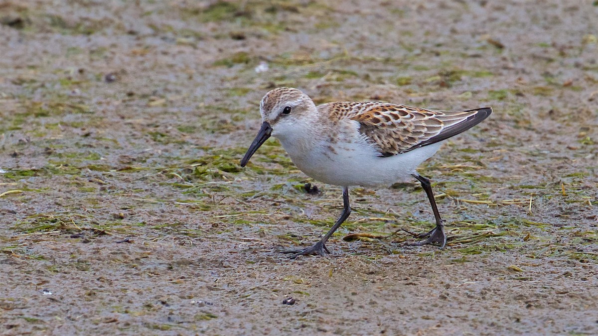 Western Sandpiper - Ed Harper